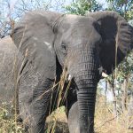 African Elephant