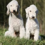 Bedlington Terrier