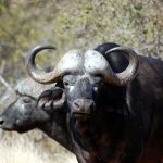 Cape Buffalo