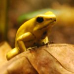 Golden Poison Dart Frog