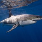 Great White Shark