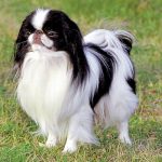 Japanese Chin