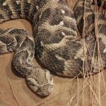 Puff Adder