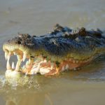 Saltwater Crocodile