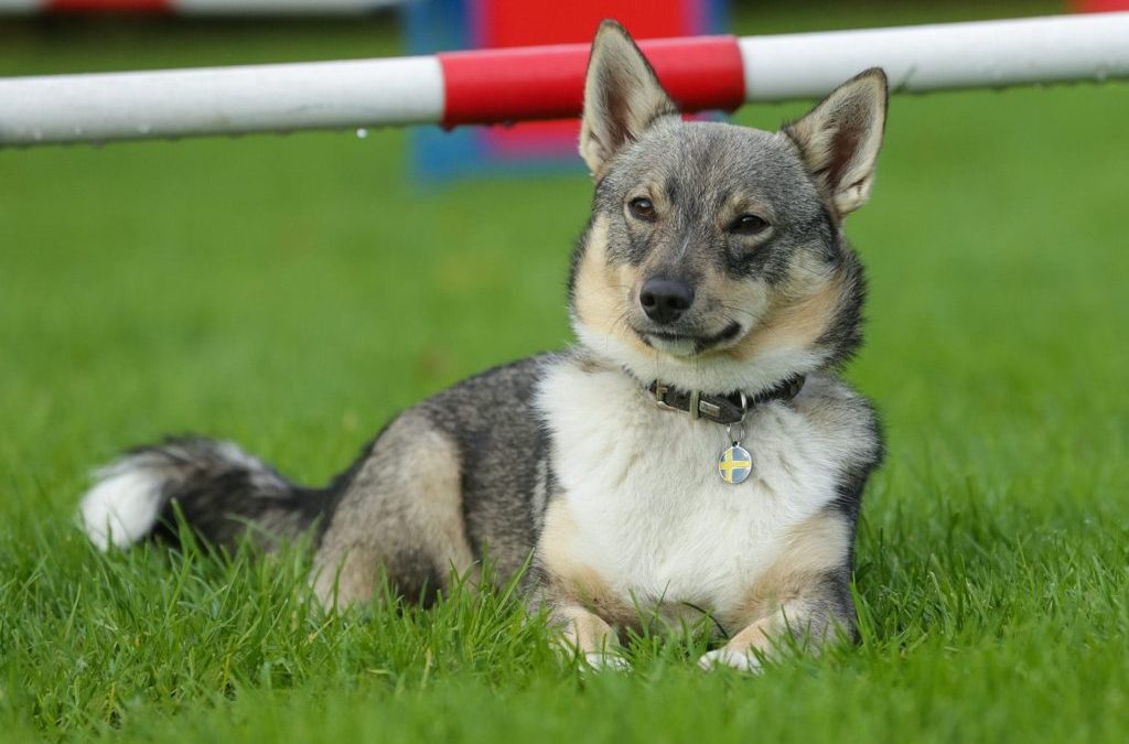 Top Ten Lesser-Known Dog Breeds Perfect for Apartments