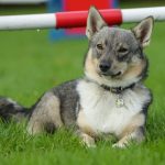 Swedish Vallhund