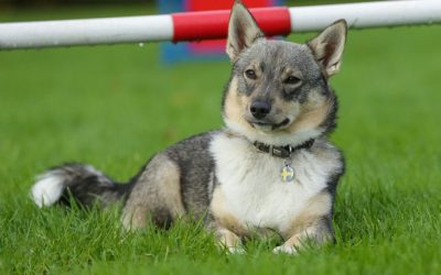 Top Ten Lesser-Known Dog Breeds Perfect for Apartments